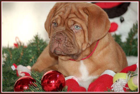 kerst pup7.jpg